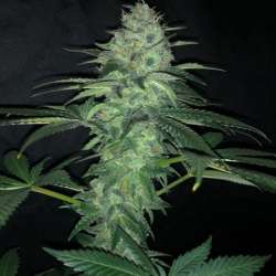 Purple Punch Auto