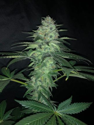 Purple Punch Auto