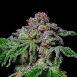 Sour Aloha Exotic