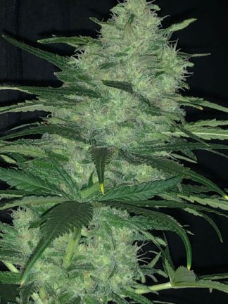 Shotgun Auto