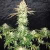 Spooky OG - Image 5