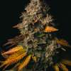 Spooky OG - Image 3