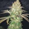 Spooky OG
