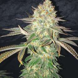 Spooky OG
