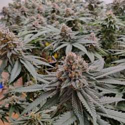Strawberry Shortcake Auto