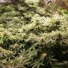 Watermelon Zkittlez - Image 3
