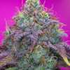 Watermelon Zkittlez