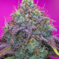 Watermelon Zkittlez