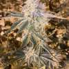 Watermelon Zkittlez - Image 4