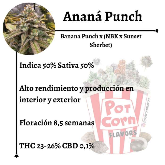 Ananá Punch - Image 2