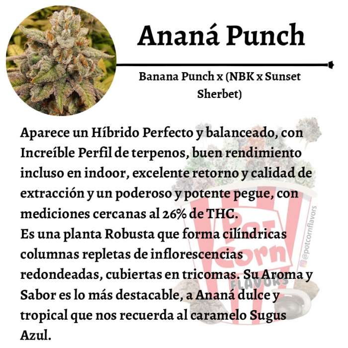 Ananá Punch - Image 3