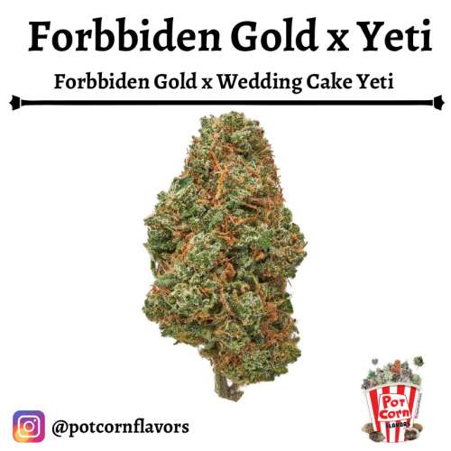 Forbidden Gold YETI