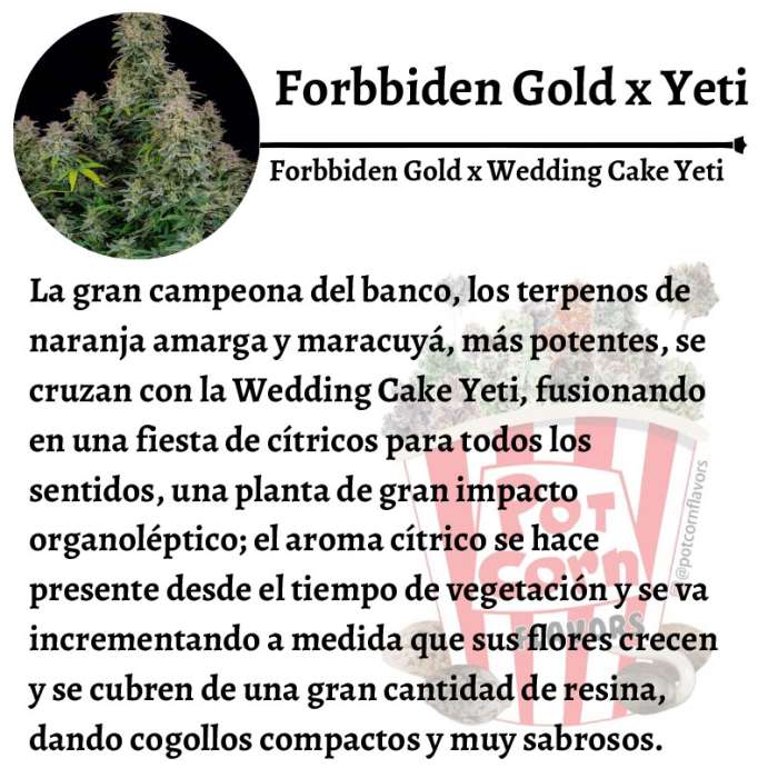 Forbidden Gold YETI - Image 3