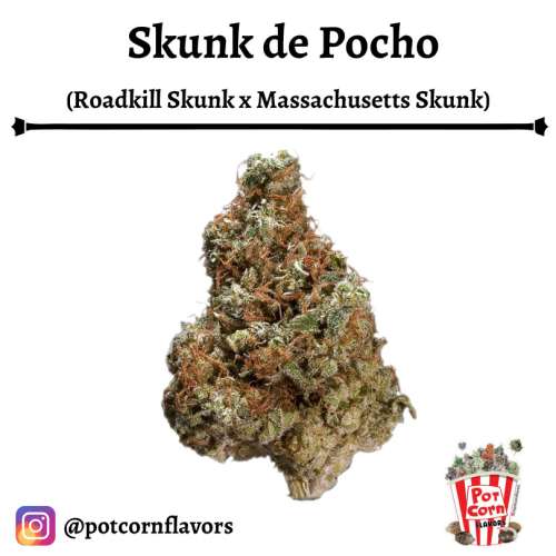 Skunk de Pocho