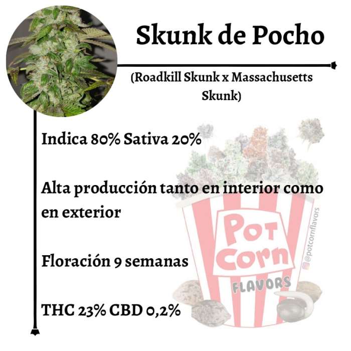 Skunk de Pocho - Image 2