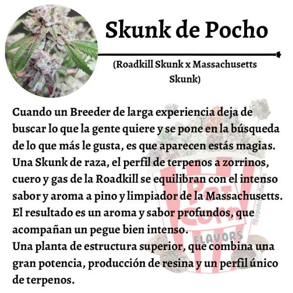 Skunk de Pocho - Image 3