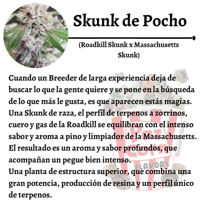 Skunk de Pocho - Image 3