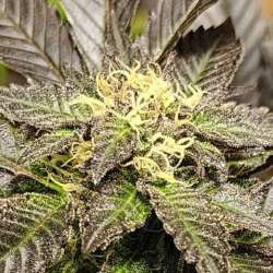 Urkle Bubba