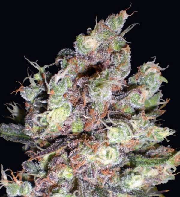 Cloud Candy