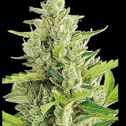 Clerikush Auto
