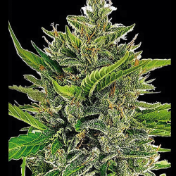 Daddy OG Auto