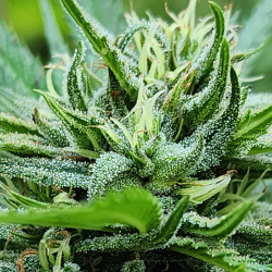 Friend Onion Kush