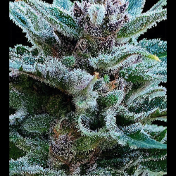 Mimozart Auto