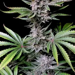 Cherry Cola RF3 Auto