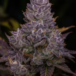 Tropicana Cookies Auto